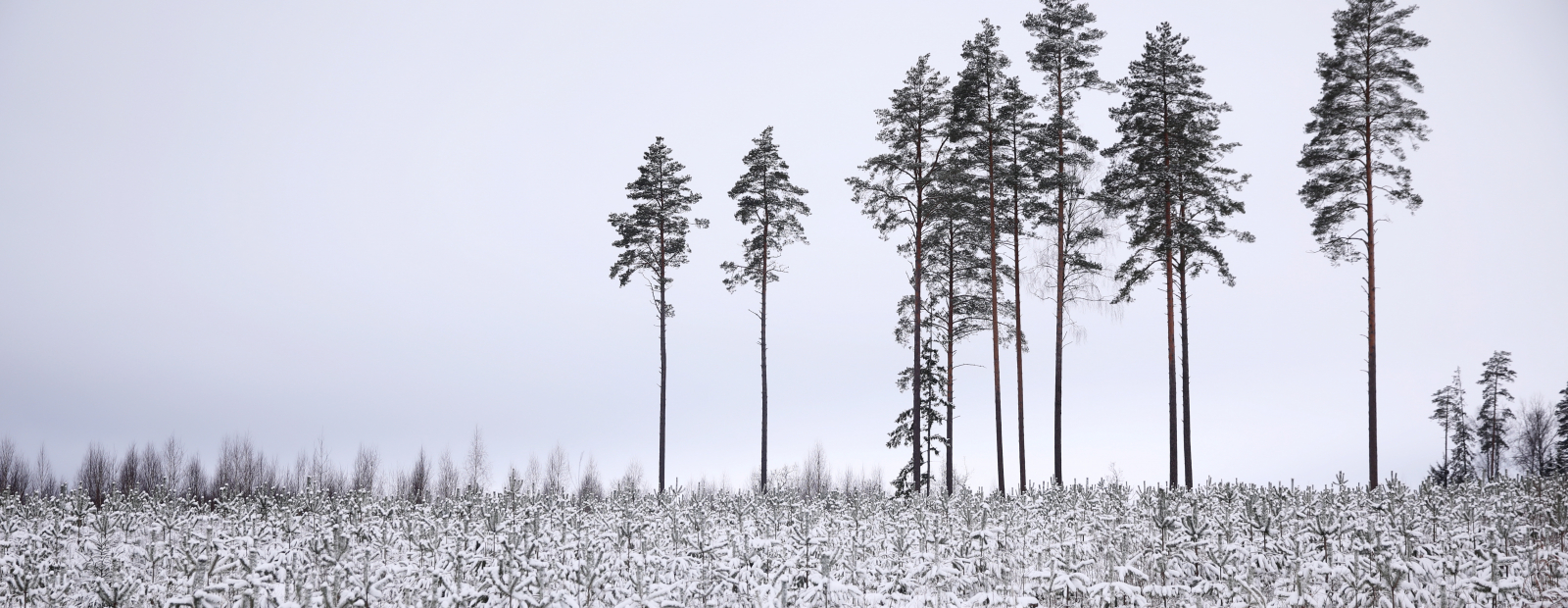 Ceturtdien daudzviet gaidāms neliels sniegs / Diena