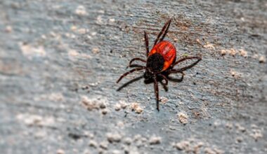 Lai arī ziemas sekas būs jāvērtē pavasarī, eksperts atklāj, vai bargais sals būs iznīdējis ērces
