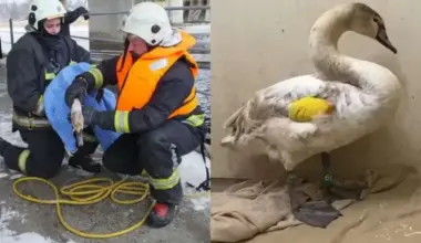 Bolderājā no ledus piesaluša gulbja glābšana – putns atkopjas biedrībā "Drauga spārns"