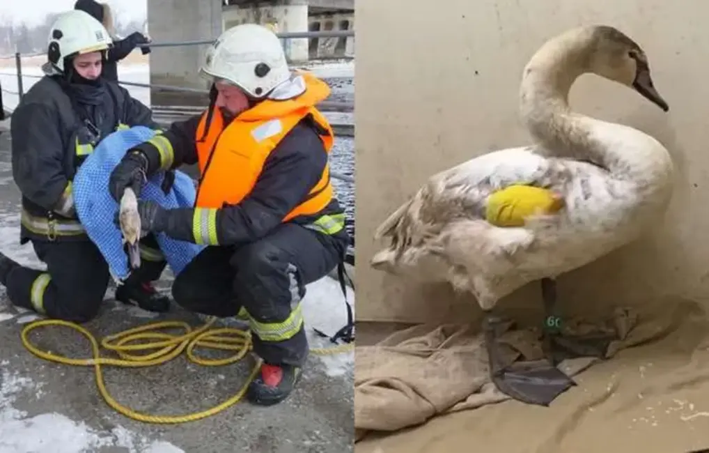 Bolderājā no ledus piesaluša gulbja glābšana – putns atkopjas biedrībā "Drauga spārns"