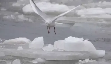 Daugavpilī reģistrēts stiprākais sals kopš 2012. gada, termometrs noslīdējis līdz -32,8 grādiem