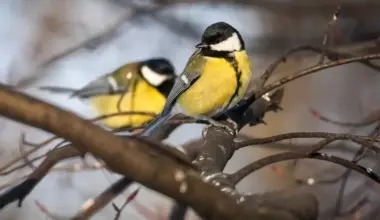 Pēkšņais sals Latvijā rada nopietnus izaicinājumus putniem; ornitologi aicina palīdzēt tos piebarojot