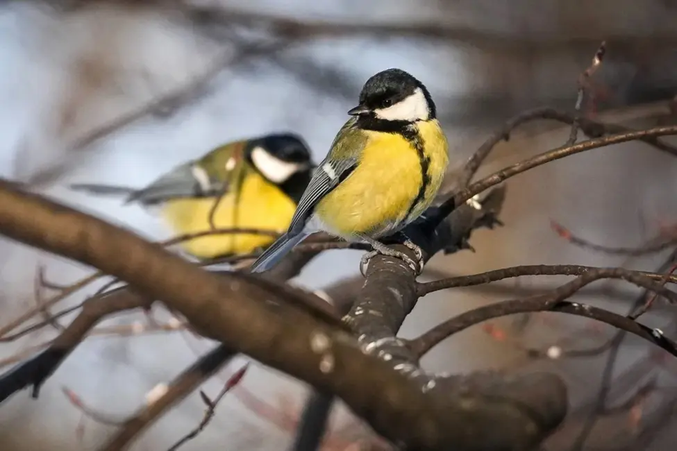 Pēkšņais sals Latvijā rada nopietnus izaicinājumus putniem; ornitologi aicina palīdzēt tos piebarojot