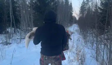 FOTO, VIDEO. Trauma visai ģimenei, asinis stindzinoši skati! Vidzemes pusē medību laukā dzīvs saplosīts medību suns