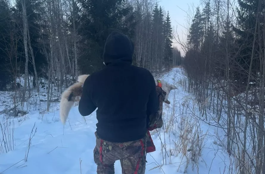 FOTO, VIDEO. Trauma visai ģimenei, asinis stindzinoši skati! Vidzemes pusē medību laukā dzīvs saplosīts medību suns