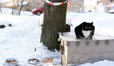 PVD aicina aukstajā laikā parūpēties par mājdzīvniekiem un lauksaimniecības dzīvniekiem