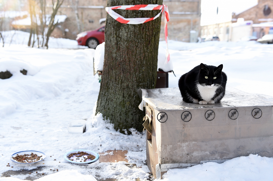 PVD aicina aukstajā laikā parūpēties par mājdzīvniekiem un lauksaimniecības dzīvniekiem