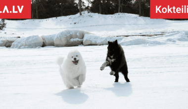 Horoskopi 7. februārim. Šī diena ir kā radīta priekam