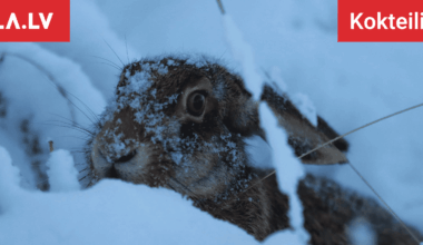 Horoskopi 2. februārim. Piemērots laiks skaidrības ieviešanai