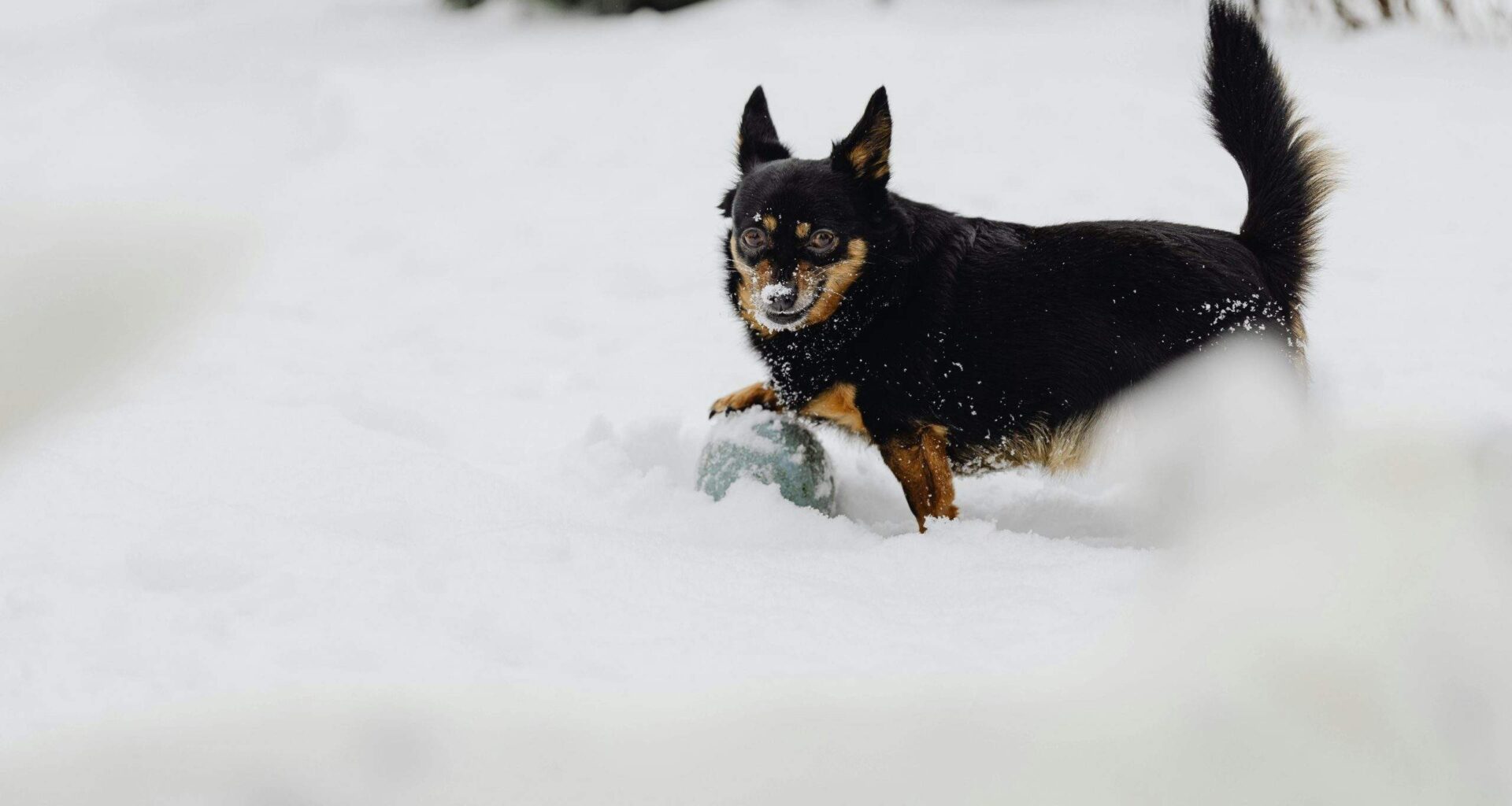 Horoskopi no 2. līdz 8. februārim. Neļauj emocijām gūt virsroku