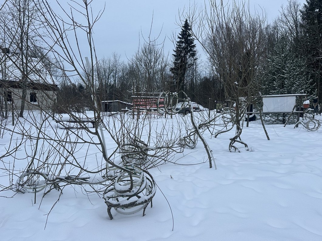 Meža dizaina dārzs