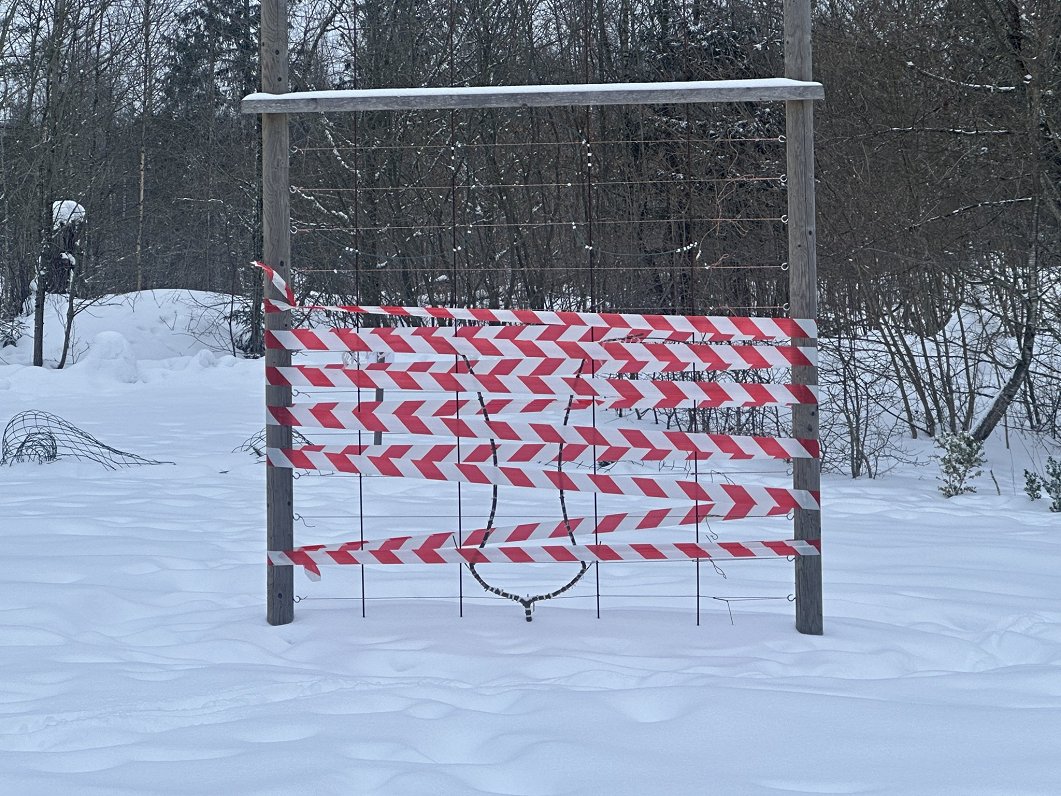 Meža dizaina dārzs