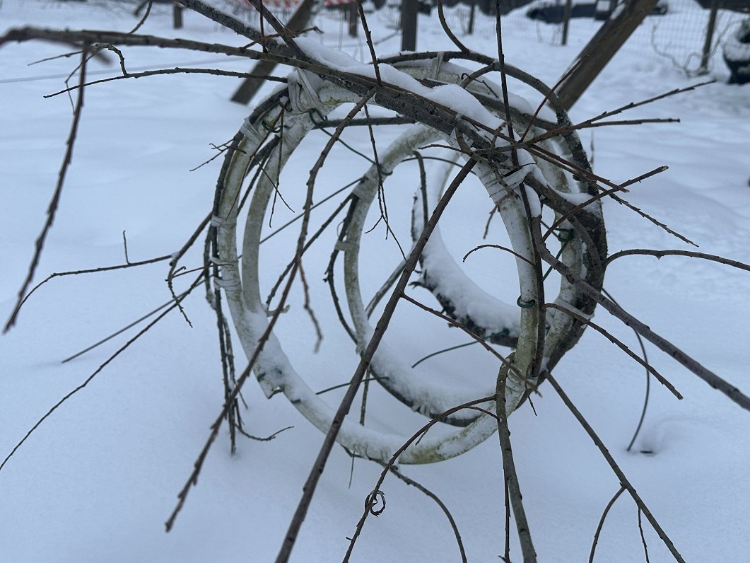Meža dizaina dārzs