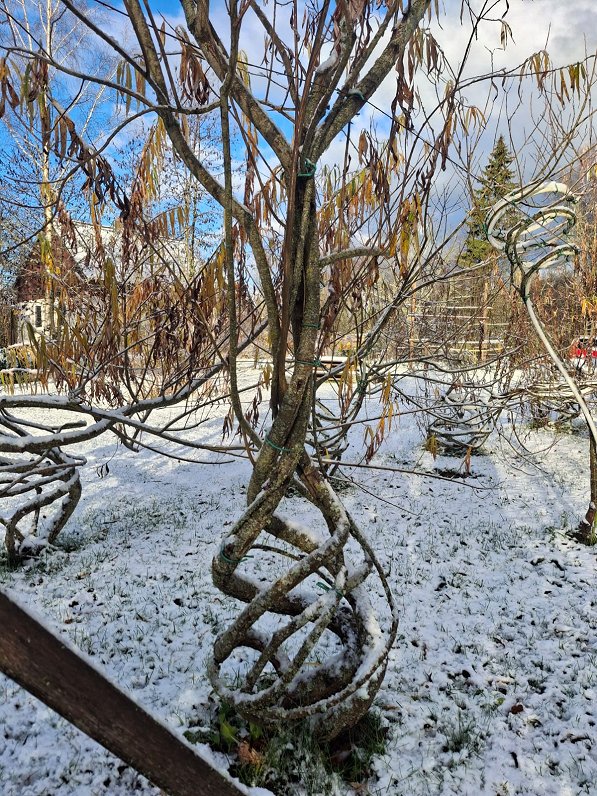 Meža dizaina dārzs