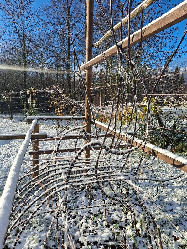 Džona Krubzaka "Dzīvā krēsla" reprodukcija