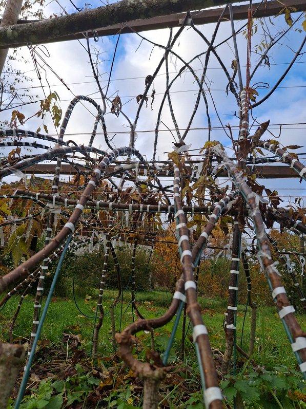 Džona Krubzaka "Dzīvā krēsla" reprodukcija