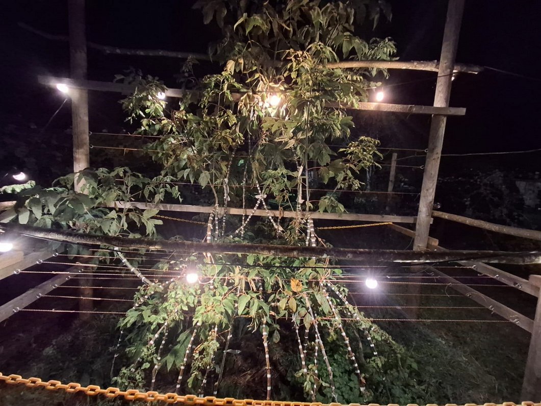 Džona Krubzaka "Dzīvā krēsla" reprodukcija