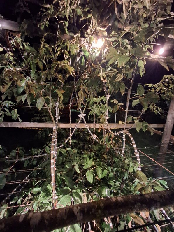 Džona Krubzaka "Dzīvā krēsla" reprodukcija