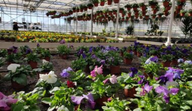 Siltumnīcu apkurei jātērē vairāk. Puķes pavasarī, visticamāk, būs dārgākas / Raksts