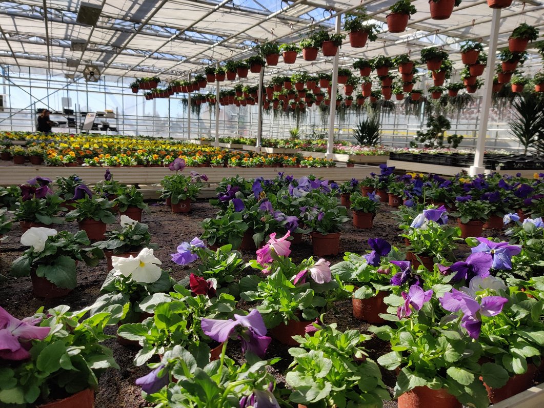 Siltumnīcu apkurei jātērē vairāk. Puķes pavasarī, visticamāk, būs dārgākas / Raksts