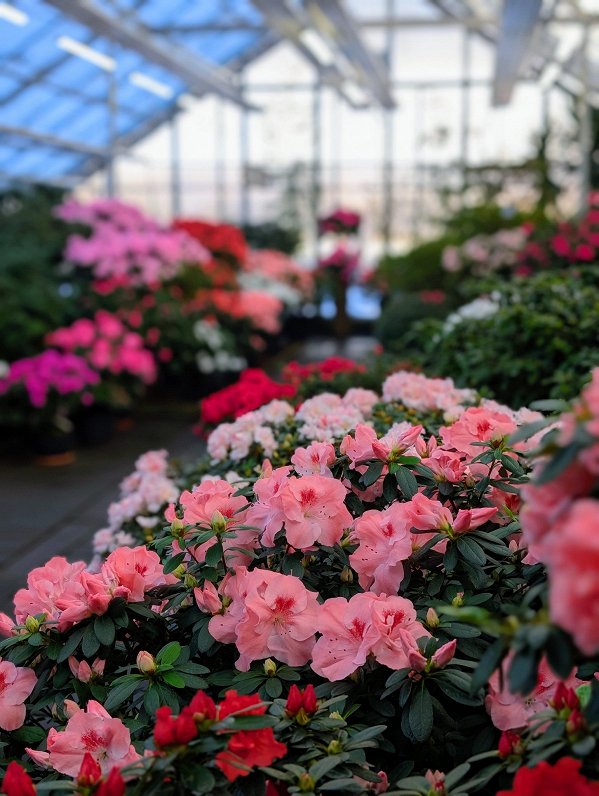 LU Botāniskajā dārzā ziedus vērusi lielākā acāliju kolekcijā Ziemeļeiropā