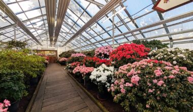 LU Botāniskajā dārzā ziedus vērusi lielākā acāliju kolekcijā Ziemeļeiropā