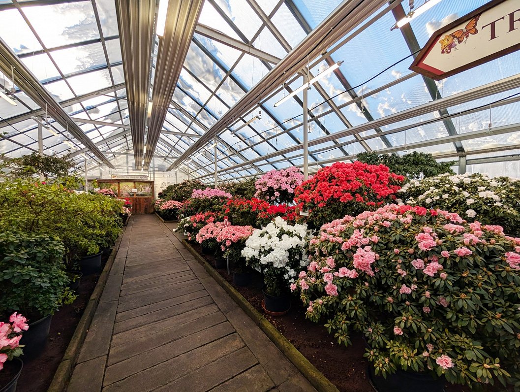 LU Botāniskajā dārzā ziedus vērusi lielākā acāliju kolekcijā Ziemeļeiropā