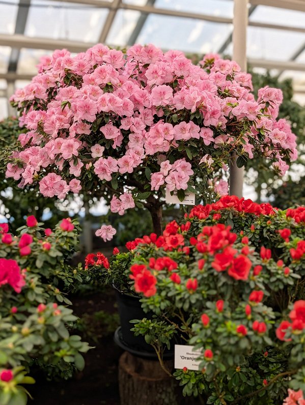 LU Botāniskajā dārzā ziedus vērusi lielākā acāliju kolekcijā Ziemeļeiropā