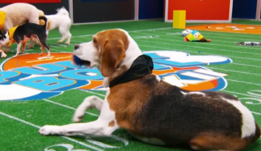 ASV ekrānos notiek ikgadējais kucēnu futbola fināls, kur visus 150 «spēlētājus» var adoptēt / Raksts