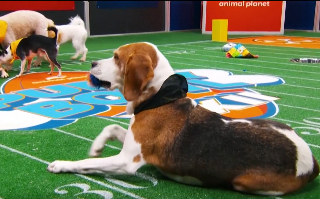 ASV ekrānos notiek ikgadējais kucēnu futbola fināls, kur visus 150 «spēlētājus» var adoptēt / Raksts