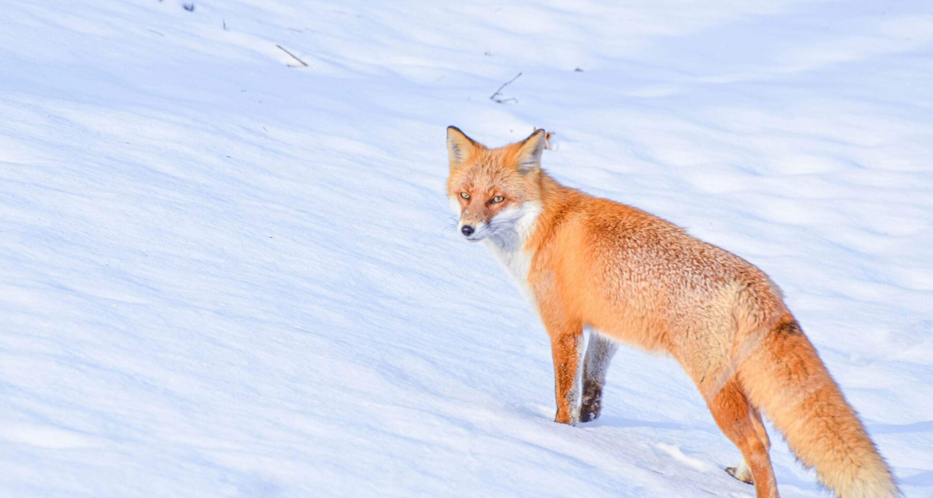 Horoskopi 3. februārim. Šodien svarīgi saglabāt godīgumu ceļā uz saviem mērķiem