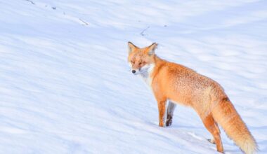 Horoskopi 3. februārim. Šodien svarīgi saglabāt godīgumu ceļā uz saviem mērķiem