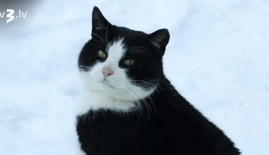 Vēži būs paskarbi un tieši, Mežāžiem milzīga dzīves apetīte – 1. februāra horoskops