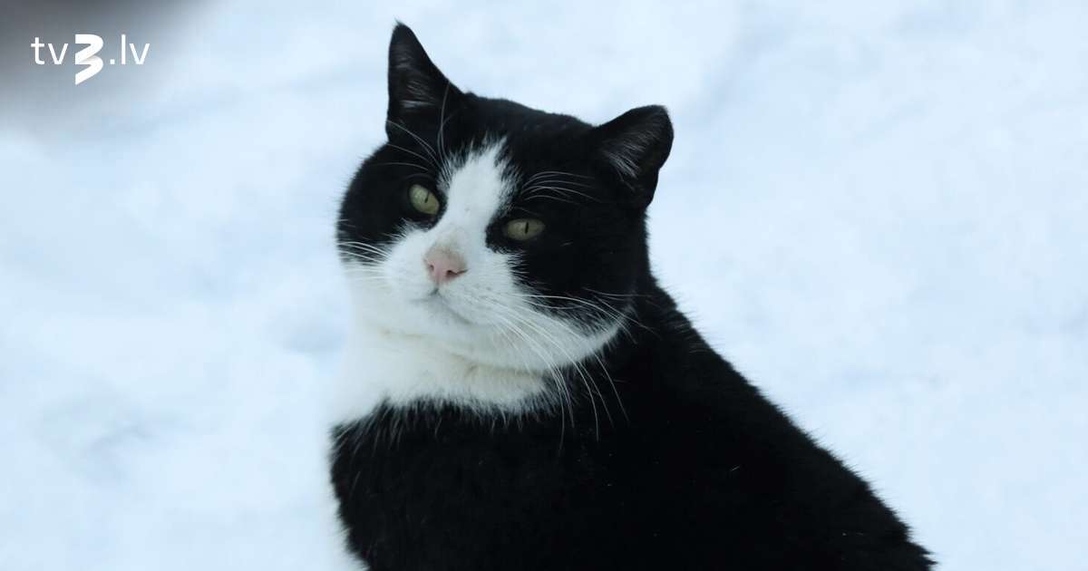 Vēži būs paskarbi un tieši, Mežāžiem milzīga dzīves apetīte – 1. februāra horoskops