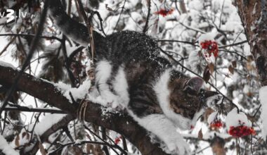 Auni neļaus sevi kontrolēt, Vēršus interesēs tikai sirdsmīļas lietas – 6. februāra horoskops