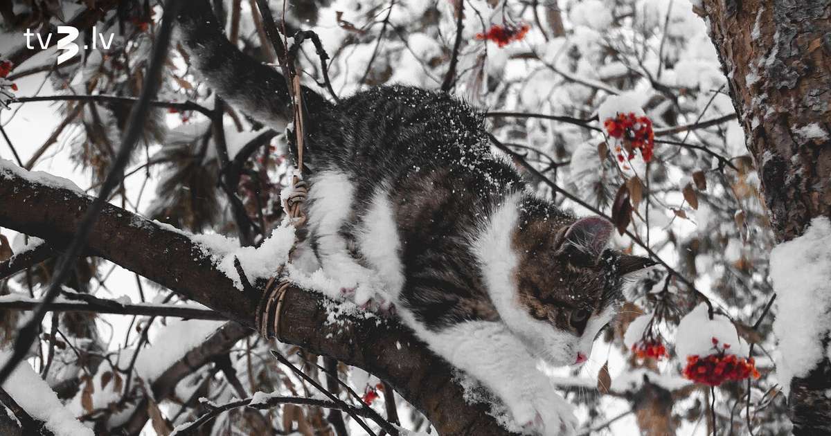 Auni neļaus sevi kontrolēt, Vēršus interesēs tikai sirdsmīļas lietas – 6. februāra horoskops