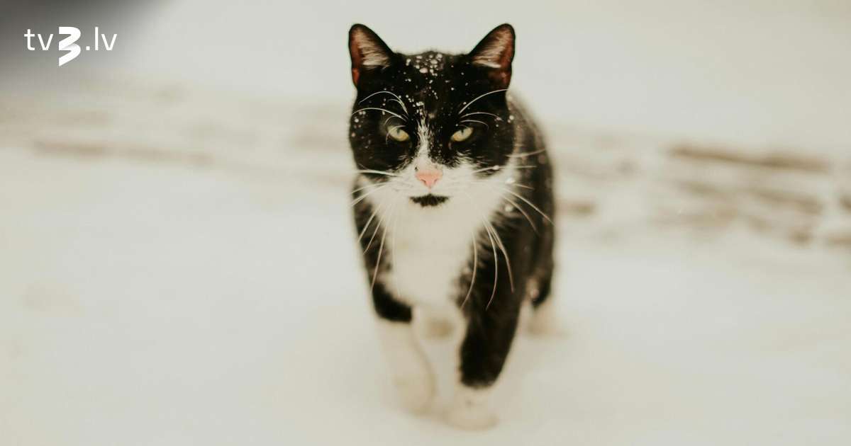 Svariem jāpaļaujas uz intuīciju, Ūdensvīri izaicinās partnerus intīmajos jautājumus – 3. februāra horoskops