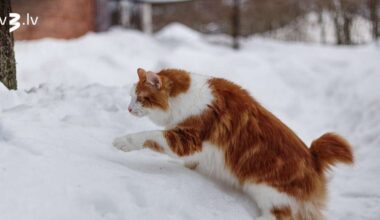 Svari var uzlabot finansiālo stāvokli, Zivīm sevi jāpalutina – 5. februāra horoskops