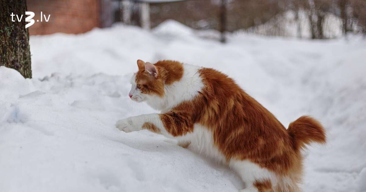 Svari var uzlabot finansiālo stāvokli, Zivīm sevi jāpalutina – 5. februāra horoskops