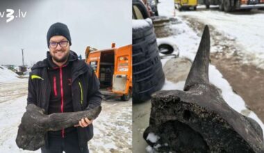 FOTO: Polijā dīķa rakšana beidzas ar sensāciju - strādnieks atrod vēsturisku sumbra galvaskausu - tv3.lv
