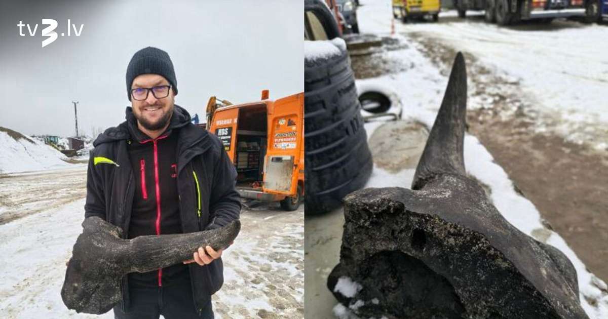 FOTO: Polijā dīķa rakšana beidzas ar sensāciju - strādnieks atrod vēsturisku sumbra galvaskausu - tv3.lv