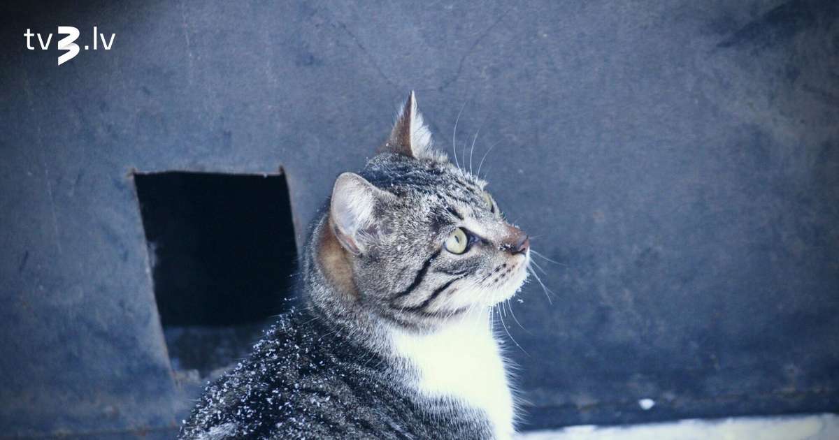 Lauvas ļausies egoismam ne veselajam saprātam, Ūdensvīri sajutīs gaisā mīlu – 2. februāra horoskops