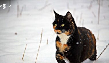 Dvīņiem jābūt radošiem, Jaunavām nevajadzētu atkārtot pieļautās kļūdas – 4. februāra horoskops
