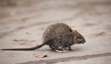 'It's enough to make you cry': Aggressive rats overrun streets, playgrounds in the Netherlands
