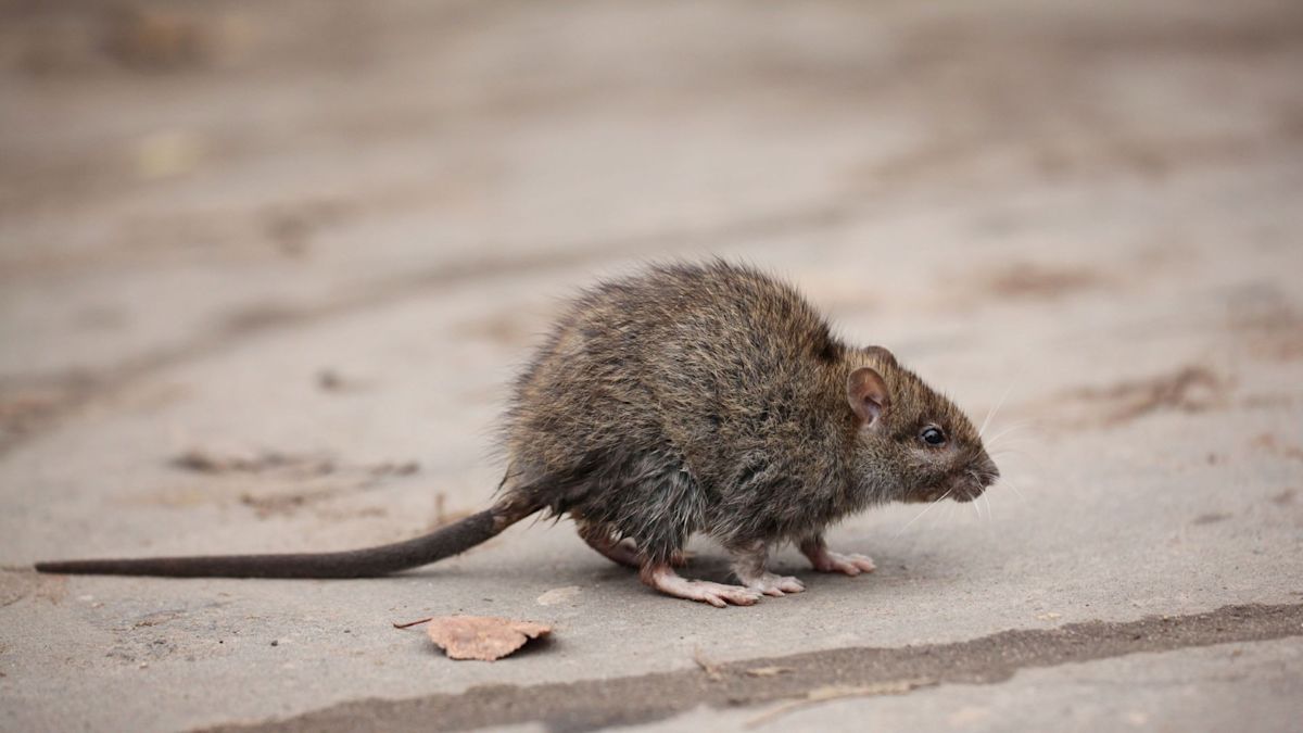 'It's enough to make you cry': Aggressive rats overrun streets, playgrounds in the Netherlands