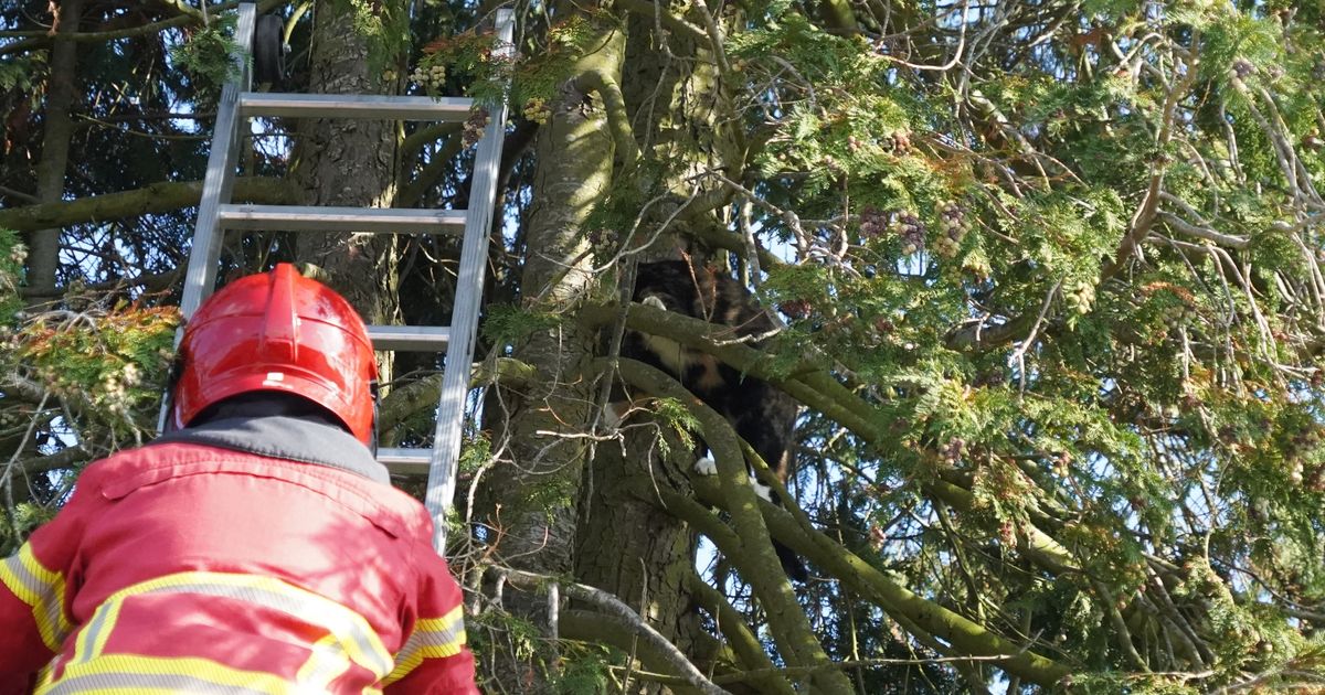 112-nieuws: Geen treinen tussen Groningen en Zuidhorn • Losloopgebied Corpus den Hoorn afgesloten om hoornaar - RTV Noord