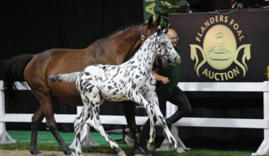 Populair springveulen C-Bra voor recordbedrag verkocht op Belgische veiling