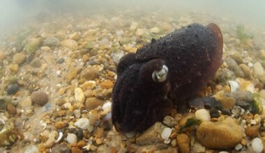 Gekweekte sepia's moeten Oosterschelde weer voorzien van de inktvis