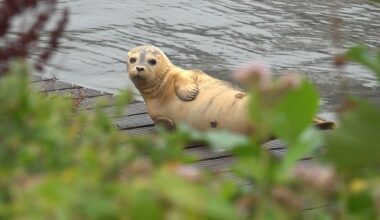 Zeehond trekt door het land, nu ook gespot in Aalsmeer