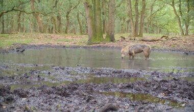Wolf dood door aanrijding in Leusden